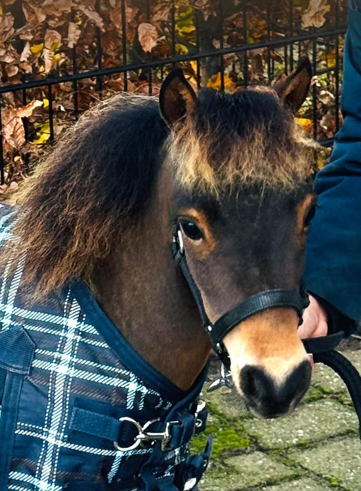 🩵💙🩵Apart gaaf miniature paardje💙🩵💙, Dieren en Toebehoren, Pony's, Hengst, Niet van toepassing, A pony (tot 1.17m), Recreatiepony