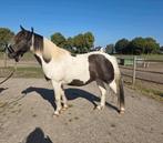 Lieve B pony, projectje weide knuffel maatje, Dieren en Toebehoren, Pony's, Ruin