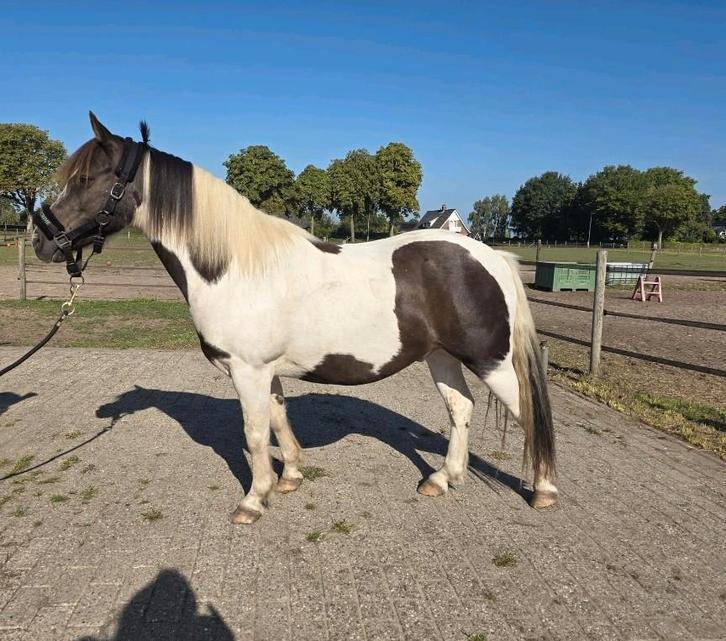 Lieve B pony, projectje weide knuffel maatje, Dieren en Toebehoren, Pony's, Ruin
