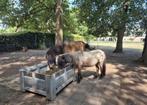 Pony Paddock Paradise aan huis, Dieren en Toebehoren, Stalling en Weidegang, Weidegang, 4 paarden of pony's of meer