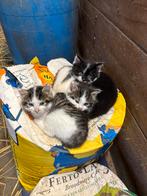Kittens te koop, Dieren en Toebehoren, Katten en Kittens | Overige Katten, Meerdere dieren