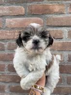 Boomer pups, maltezer x shitzu puppys, Dieren en Toebehoren, Honden | Chihuahua's en Gezelschapshonden, Overige rassen, CDV (hondenziekte)