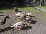 Indische loopeenden, Dieren en Toebehoren, Pluimvee, Meerdere dieren, Eend