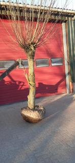 dakbomen en leibomen, Tuin en Terras, Bloeit niet, Leiboom, 250 tot 400 cm, Ophalen