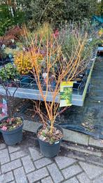 Japanse esdoorn ‘bi hoo’, Ophalen, Bloeit niet, Overige soorten, Halfschaduw