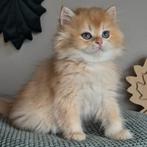BKH/BLH kittens met stamboom, Meerdere dieren, Gechipt, 0 tot 2 jaar