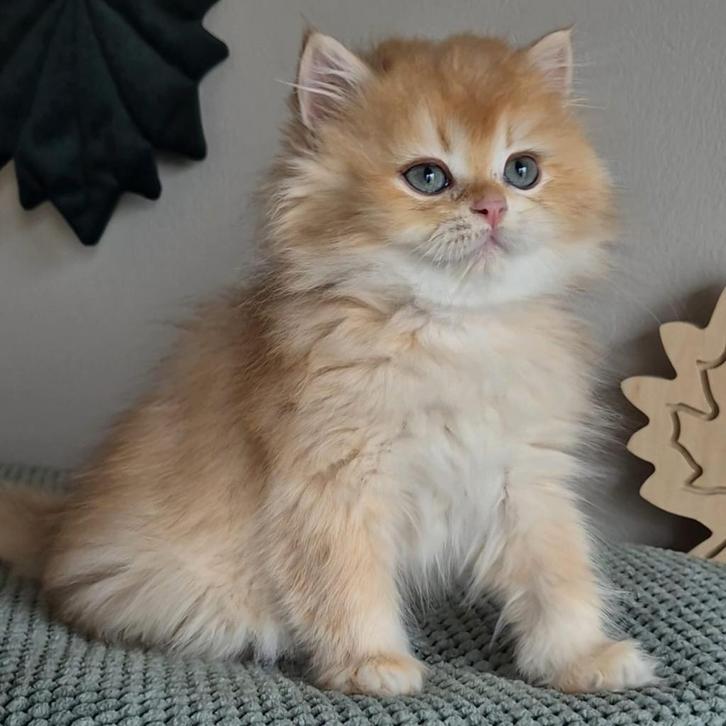 Prachtige Britse kortharige langharige kittens, Dieren en Toebehoren, Katten en Kittens | Raskatten | Korthaar, Meerdere dieren
