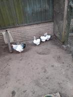 Te koop wit zwart columbia wyandotte kriel, Meerdere dieren, Kip
