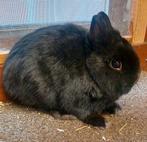 dwergkonijntje, Dieren en Toebehoren, Konijnen, Mannelijk, Dwerg, 0 tot 2 jaar