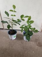 Walnoot Boompjes in Pot - Eigen Kweek, Tuin en Terras, Ophalen, Volle zon, Eenjarig, Fruitplanten