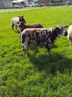 Mooie bonte dekram, Dieren en Toebehoren, Schapen, Geiten en Varkens, Mannelijk, Schaap