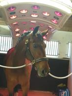 Stal vrij op privéstal in Kampen, Dieren en Toebehoren, Stalling en Weidegang