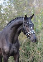 Bloedmooie 4 jarige NMK merrie, Dieren en Toebehoren, Merrie, Gechipt, Dressuurpaard, 3 tot 6 jaar