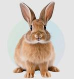 Knaagdieren opvang Leiden, Mannelijk, Cavia, Voor 1 juli 2024, Tam