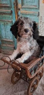 Harlekijn (grijs/zwart wit) toy poedel pupje, reu️, Dieren en Toebehoren, Honden | Chihuahua's en Gezelschapshonden, Poedel, Reu