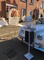 Bruidsduiven Te huur!, Mannelijk, Postduif