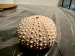 Skelet van zee-egel (5 cm) – curiosa / decoratie, Ophalen of Verzenden, Zo goed als nieuw, Overige soorten, Schedel