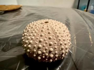 Skelet van zee-egel (5 cm) – curiosa / decoratie beschikbaar voor biedingen