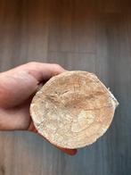 Fosielde wervel, Verzamelen, Mineralen en Fossielen, Ophalen of Verzenden, Fossiel