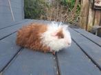 Cavia beertjes, tessel, coronet, merino, Dieren en Toebehoren, Knaagdieren, Februari, Mannelijk, Cavia