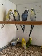 Keuze uit meerdere grasparkieten, Dieren en Toebehoren, Vogels | Parkieten en Papegaaien, Meerdere dieren, Parkiet