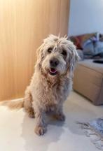 Prachtige Labradoodle dekreu, super karakter, HD / ED vrij, Reu, Eén hond, 3 tot 5 jaar, Nederland