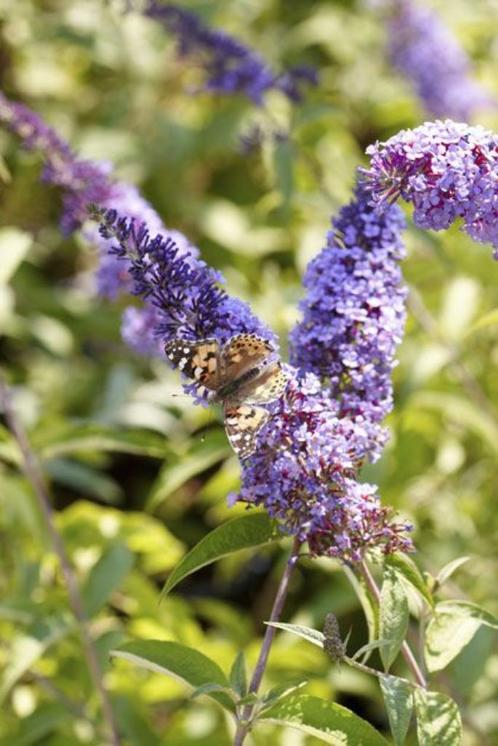 Vlinderstruik planten buddleja davidii vlinderstruik, Tuin en Terras, Planten | Struiken en Hagen, Struik, Vlinderstruik, 100 tot 250 cm