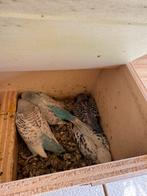 Jonge Grasparkieten, Meerdere dieren, Tropenvogel, Tam