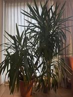 Yucca Elephantipes 235cm, Ophalen, 200 cm of meer, Halfschaduw, In pot