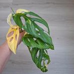 Monstera Adansonii Archipelago stek, Huis en Inrichting, Kamerplanten, Ophalen, Halfschaduw, Minder dan 100 cm