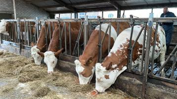 5 Fleckvieh kalfvaarzen en 1 gekalfde vaars VERKOCHT beschikbaar voor biedingen