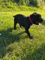 Cane corso pup met stamboom, Rabiës (hondsdolheid), Overige rassen, 8 tot 15 weken, Meerdere