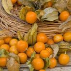 physalis edulis/ ananaskers, Tuin en Terras, Planten | Tuinplanten, Ophalen, Zomer, Volle zon