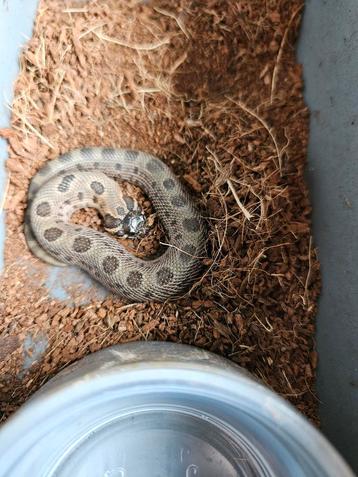 Sable combo's het albino (sunburst) heterodon nasicus  beschikbaar voor biedingen