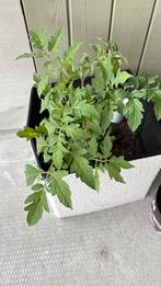 Planten, Tuin en Terras, Planten | Tuinplanten, Ophalen, Volle zon, Groenteplanten, Eenjarig