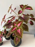 Stekje van deze moederplant, Overige soorten, In pot, Minder dan 100 cm, Groene kamerplant