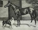 dl 1910 paard Volbloed en Hond Schotse herdershond COLLIE, Verzenden, Voor 1920, Gelopen, Overige thema's