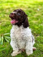 Italiaanse waterhond pupjes zoeken baasje!!, België, Overige rassen, CDV (hondenziekte), 8 tot 15 weken