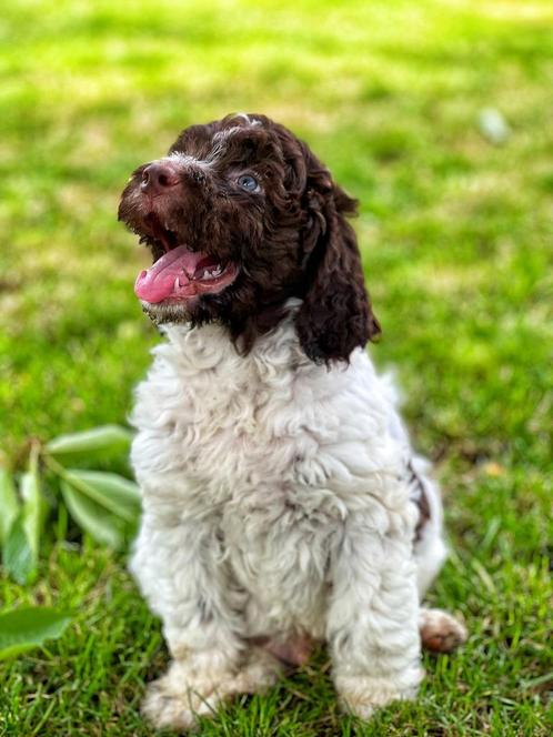 Italiaanse waterhond pupjes zoeken baasje!!, Dieren en Toebehoren, Honden | Retrievers, Spaniëls en Waterhonden, Meerdere dieren