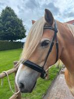 Bitloos hoofdstel Full, Dieren en Toebehoren, Paarden en Pony's | Hoofdstellen en Tuigage, Ophalen of Verzenden, Zo goed als nieuw