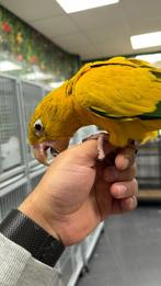 Tam golden conure, Meerdere dieren, Papegaai, Pratend