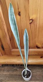 Sansevieria metallica, Groene kamerplant, Ophalen of Verzenden, Overige soorten, Minder dan 100 cm