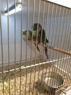 Mooi Pyrrhura koppeltje, Dieren en Toebehoren, Meerdere dieren, Geringd