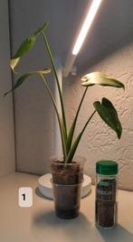 Monstera Thai Constalation Jonge planten, Huis en Inrichting, Kamerplanten, Ophalen of Verzenden, Overige soorten, Minder dan 100 cm