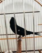 Twatwa 5 jaar oud 2020, Dieren en Toebehoren, Ophalen of Verzenden, Vogelkooi