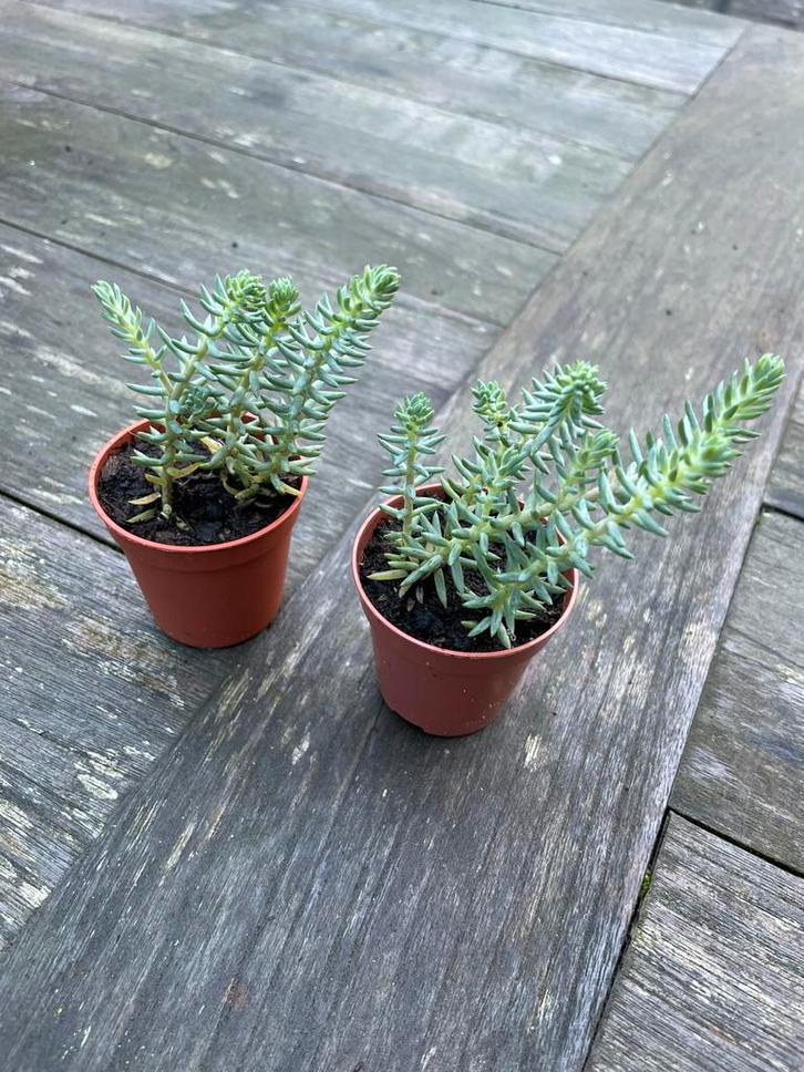 🌱 Sedum Album / Petrosedum Ochroleucum - vetkruid rotstuin, Tuin en Terras, Planten | Tuinplanten, Vaste plant, Bodembedekkers