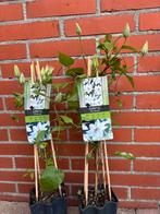 Clematis ‘Miss Bateman’, Tuin en Terras, Planten | Tuinplanten, Vaste plant, Ophalen of Verzenden, Halfschaduw, Klimplanten