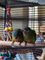 Baby pyrrhura Emma halftam, Dieren en Toebehoren, Vogels | Parkieten en Papegaaien, Geslacht onbekend, Papegaai, Geringd