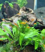 Neocaridina Orange Sakura 10 voor €17.50 🦐, Kreeft, Krab of Garnaal