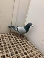 Doffer rechtstreeks van Beute, Mannelijk, Postduif